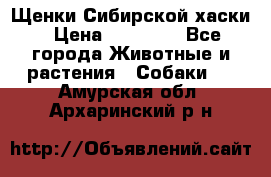 Щенки Сибирской хаски › Цена ­ 18 000 - Все города Животные и растения » Собаки   . Амурская обл.,Архаринский р-н